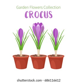 Spring flower in flower pot. Crocus primroses. Garden design icons isolated on white background. Cartoon style vector illustration