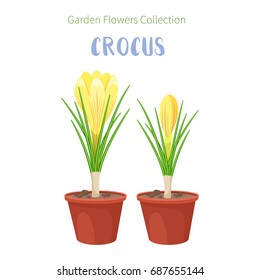 Spring flower in flower pot. Crocus primroses. Garden design icons isolated on white background. Cartoon style vector illustration
