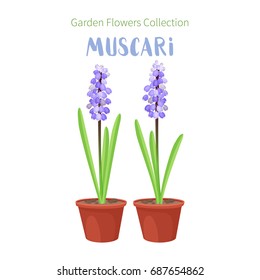 Spring flower in flower pot. Muscari primroses. Garden design icons isolated on white background. Cartoon style vector illustration