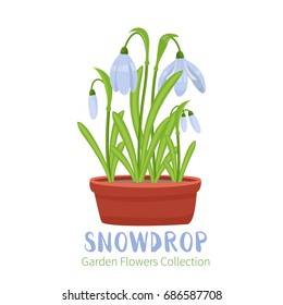 Spring flower in flower pot. Snowdrop primroses. Garden design icons isolated on white background. Cartoon style vector illustration