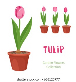 Spring flower in flower pot. Tulip primroses. Garden design icons isolated on white background. Cartoon style vector illustration