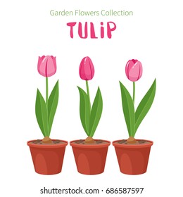 Spring flower in flower pot. Tulip primroses. Garden design icons isolated on white background. Cartoon style vector illustration