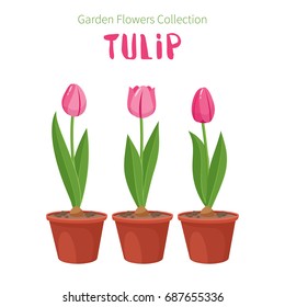 Spring flower in flower pot. Tulip primroses. Garden design icons isolated on white background. Cartoon style vector illustration