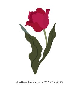 Spring flower of red tulip. Vector graphics.
