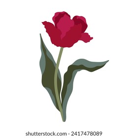 Spring flower of red tulip. Vector graphics.