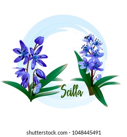Spring flower - a scilla for bouquets, wedding cards, banners and posters, is also suitable for textile prints.