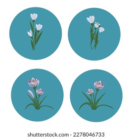 Spring flower set. Snowdrops,crocus flower on blue background. Vector illustration. spring flowers stickers.