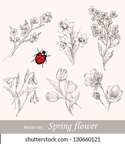 Spring flower set. Vintage floral collection with cherry, snowdrop, tulip, forget-me-not, narcissus and ladybug