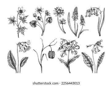 Spring flower sketches. Hand-drawn botanical set with wildflowers. Cowslip, bluebell, grape hyacinth, hellebore, fritillary, winter aconite floral drawings. Floral illustration on white background