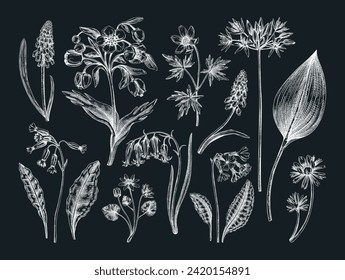 Spring flower sketches. Woodland wildflowers. Floral design on chalkboard. Hand-drawn vector illustrations. NOT AI generated