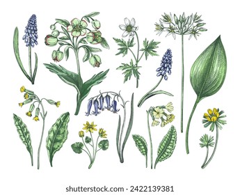 Spring flower sketches. Woodland wildflowers in color. Floral design elements. Hand-drawn vector illustrations. NOT AI generated