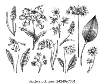 Spring flower sketches. Woodland wildflowers. Floral design on chalkboard. Hand-drawn vector illustrations. NOT AI generated