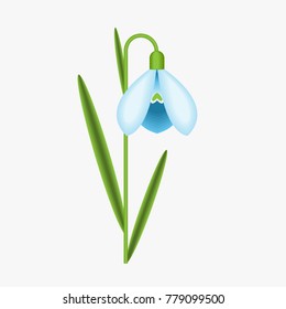 Spring Flower, Snowdrop blossom isolated on white background.