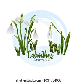 Spring flower - a snowdrop for bouquets, wedding cards, banners and posters, is also suitable for textile prints.