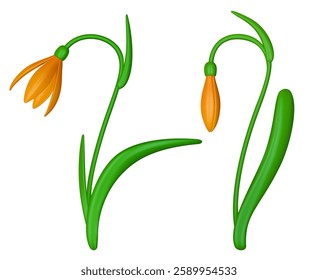 Spring flower snowdrop with open and closed buds in realistic 3d style. Bright design botanical element. Vector illustration.