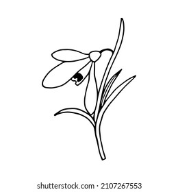 Flor de primavera Snowdrop. Ilustración de material vectorial eps10. Aislar sobre fondo blanco, contorno, dibujo a mano.