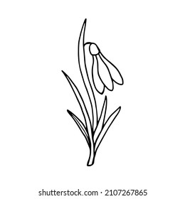 Spring flower Snowdrop. Vector stock illustration eps10. Isolate on white background, outline, hand drawing.