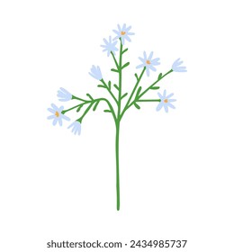 Tallo floral de primavera. Rama floral, prado primavera de flor silvestre. Frágil floración de campo simple. Planta de hierbas en flor. Delicada rama de hierbas de verano. Ilustración vectorial plana aislada sobre fondo blanco