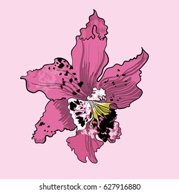 Spring flower template with light pink beautiful orchid in colorful drawing style isolated vector illustration 