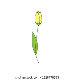 spring flower tulip. Isolated elements for design