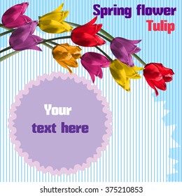 Spring flower. Tulip.
Postcard for 8th of March.
Postcard for International Women's Day.
