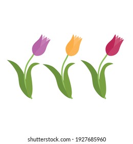 Tulip de flor de primavera, color vectorial aislado