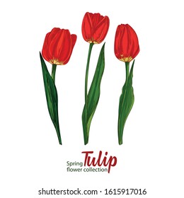 Spring flower tulips in red and green color on white background. Line engraving drawing style illustration. Realistic botanical nature floral sketch pattern for wedding greeting art decoration design