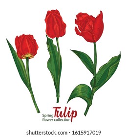 Spring flower tulips in red and green color on white background. Line engraving drawing style illustration. Realistic botanical nature floral sketch pattern for wedding greeting art decoration design