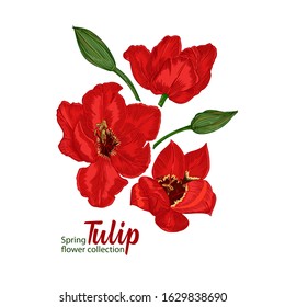 Spring flower tulips in red and green color on white background. Line engraving drawing style illustration. Realistic botanical nature floral sketch pattern for wedding greeting art decoration design