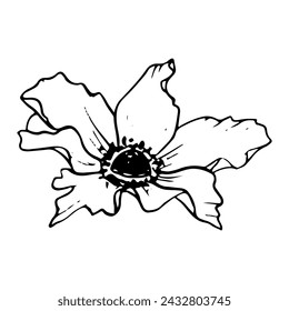 Spring flower vector line illustration. Field anemone poppy botanical line drawing for greeting cards, stationary and wedding designs