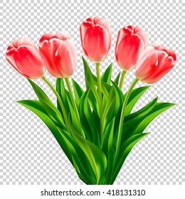  spring flower vector pink tulips on transparent background