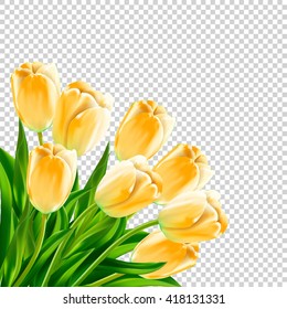  spring flower vector pink tulips on transparent background