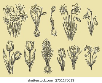 Spring flower vector set. Botanical garden sketches. Floral outline elements.