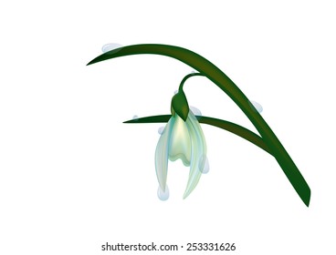 Spring flower with water drops