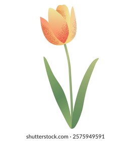 Spring flower in watercolor style. Delicate hand drawn tulip. 