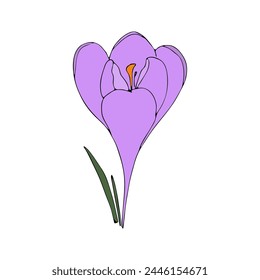 Spring flower.Crocus on isolated background hand drawn.Vector design.