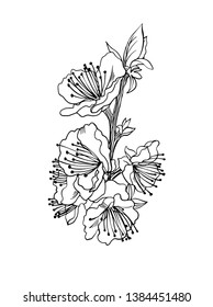 Spring flowering branch as design element. Apricot flowers in line sketch style. Hand drawn sweet flowers for greeting cards. Isolated on white. Vector illustration for paper, textile, print, tatoo 