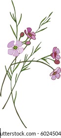 
Spring flowering Chamelaucium