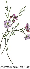
Spring flowering Chamelaucium