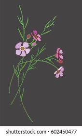 
Spring flowering Chamelaucium