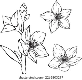 Spring, flowering twig of almonds with flowers and a bud, in black white, isolated. For the holiday, postcards, design and as an element of design. Dudl illustration. Drawn by hand.