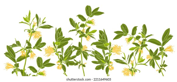 spring flowerng honeysuckle, vector drawing branches with yellow flowers and green leaves at white background , hand drawn illustration