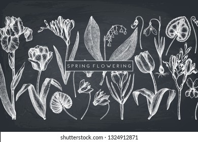 Spring flowers background. Floral invitation or greeting card design. Hand drawn illustrations. Botanical drawings of tulips, crocus, freesia, iris, narcissus, snowdrops, cyclamen. On chalkboard