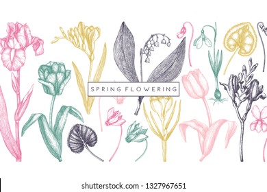 Spring flowers background. Floral invitation or greeting card design. Hand drawn illustrations. Botanical drawings of tulips, crocus, freesia, iris, narcissus, snowdrops, cyclamen. Vintage outlines