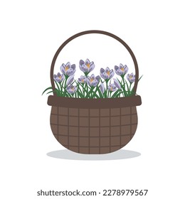 flores de primavera en una canasta. ilustración vectorial de crocus