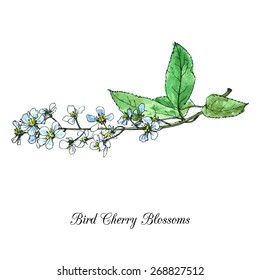 spring flowers of bird cherry tree, blossoms with green leaves, hand drawn design element, vector illustration