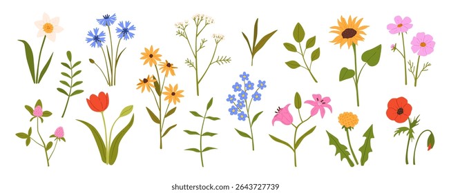Spring flowers. Blooming garden and wild spring and summer flowers. Daisy, tulip and poppy, sunflower and lily, dandelion. Meadow herbs and field wildflowers. Vector set.