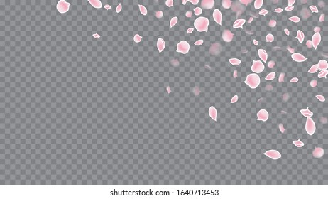 Spring Flowers Blooming. Realistic Flying Petals For Banner Design. Modern Invitation For Web Design. Magenta on Transparent.