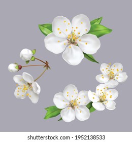 Spring flowers, blossom, white apple tree flowers on gray background.