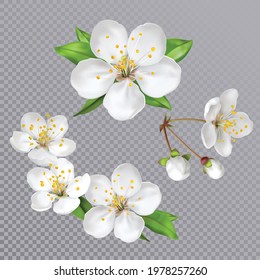 Spring flowers, blossom, white apple tree flowers on transparent grey background